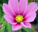 Annuals 101