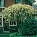 Rosa banksiae ‘Lutea’ Lady Banks Climbing Rose