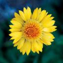 Gaillardia ‘The Sun’