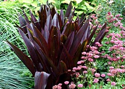 Pineapple Lily
