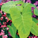 Xanthosoma ‘Lime Zinger