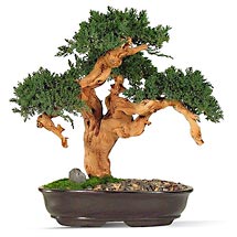 Perfectly Preserved Large Monterey Bonsai, 20 Inch