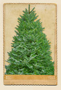 FRASER FIR 6-6.5 Ft