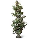Spiral Olive Tree Topiary