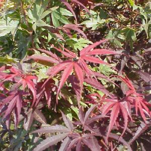 Acer palmatum ‘Pixie’ Japanese Maple