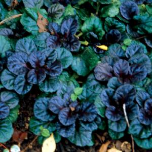 Ajuga ‘Black Scallop’ PP#15,815