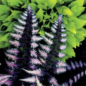 Athyrium ‘Ursula’s Red’