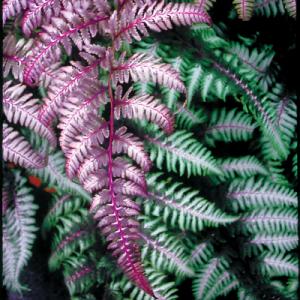 Athyrium ‘Burgundy Lace’ (PPAF)