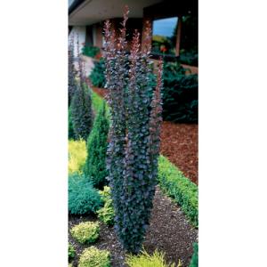 Berberis thunbergii ‘Helmunds pillar’