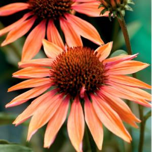 Echinacea Sundown™ PP#17,659