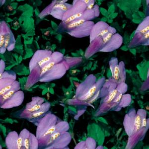 Mazus reptans