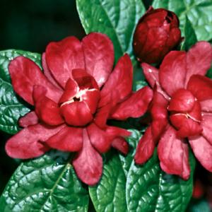 Sinocalycalycanthus ‘Hartlage Wine’