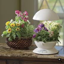 Florist in a Box Set