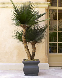 Preserved Washingtonia Palm