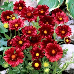 Gaillardia x grandiflora ‘Burgundy’
