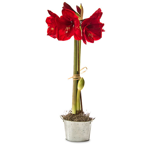 Amaryllis in Champagne Bucket