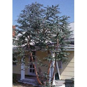 Baby Blue Eucalyptus Tree Herb 20 Seeds