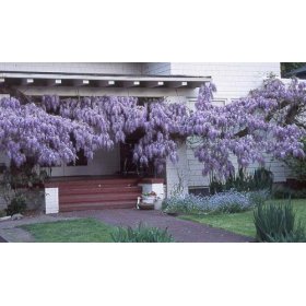 Blue Chinese Wisteria Vine 5 Seeds