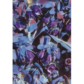 Blue Shrimp Plant Flower 15 Seeds - Cerinthe major