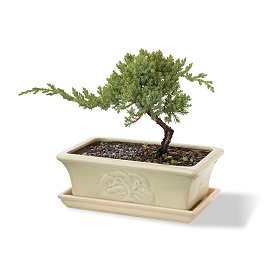 Bonsai Kit
