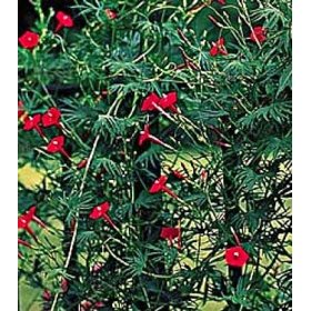 Cardinal Climber 25 Seeds