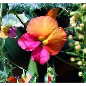Holly Flame Vine 10 Seeds - Chorizema illicifolia