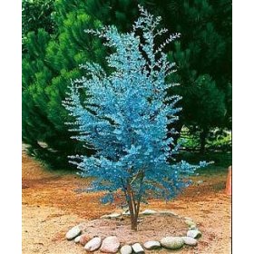 Cider Gum Eucalyptus Tree