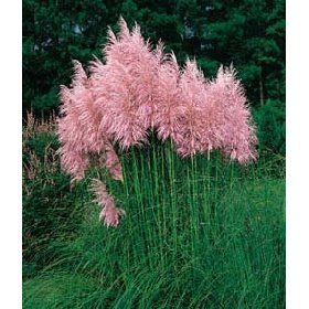 Pink Pampas Grass 200 Seeds