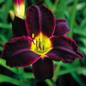 Daylily Jungle Beauty