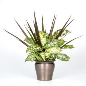 Dracaena Combo in 4.5 Living Elegance