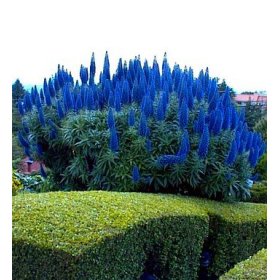 Pride of Madeira 50 Seeds - Echium fastuosum