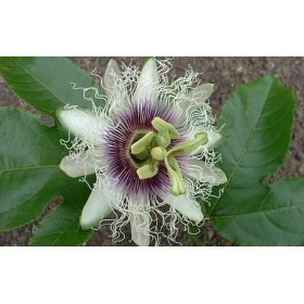 Edible Passion Flower 5 Seeds