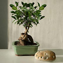Ficus Bonsai