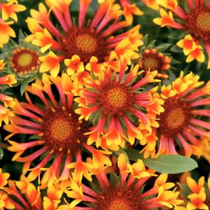 Gaillardia Fanfare