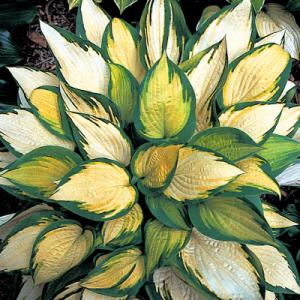 Hosta ‘Orange Marmalade’