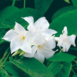 Mandevilla Laxa (Chilean Jasmine)