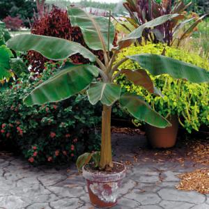 Musa “Dwarf Cavendish”