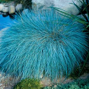 Park Seed Blue Fescue ‘Boulder Blue’