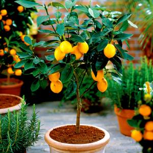 Park Seed Citrus ‘Lemon Meyer’ Improved