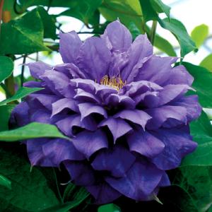 Park Seed Clematis Franziska Marie