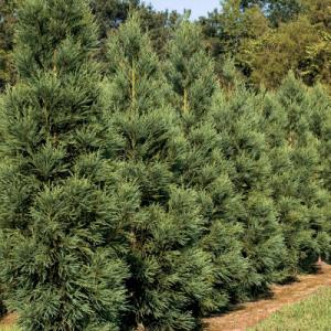 Park Seed Cryptomeria Japonica Radicans