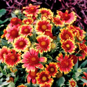 Park Seed Galillardia Tokajer