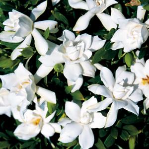 Park Seed Gardenia Fragrant Pathways