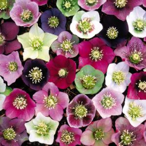 Park Seed Helleborus Royal Heritage