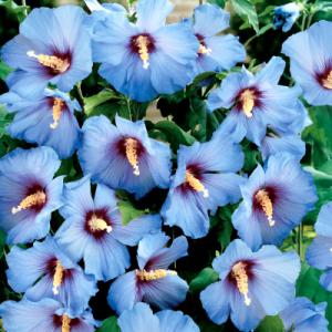 Park Seed Hibiscus Blue Satin