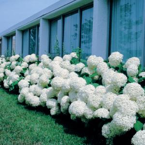 Park Seed Hydrangea Annabelle