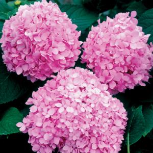 Park Seed Hydrangea Endless Summer
