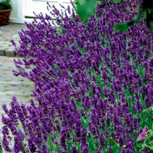 Park Seed Lavandula Angustifolia “Hidcote Blue”