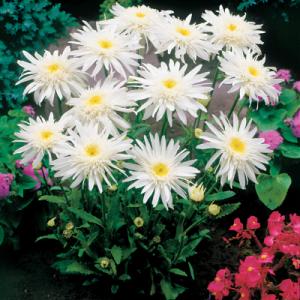 Park Seed Leucanthemum Broadway Lights