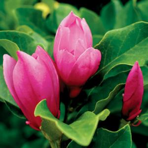 Park Seed Magnolia ‘Jane’